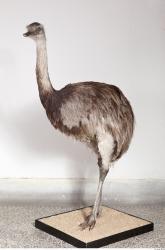 Whole Body Emus